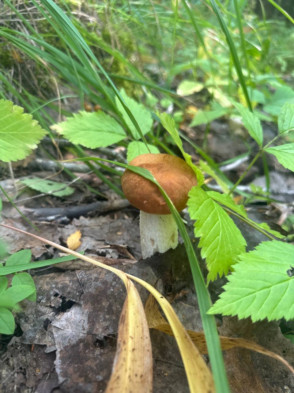 Image 12